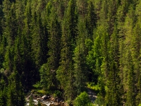 Kvitskriuprestene